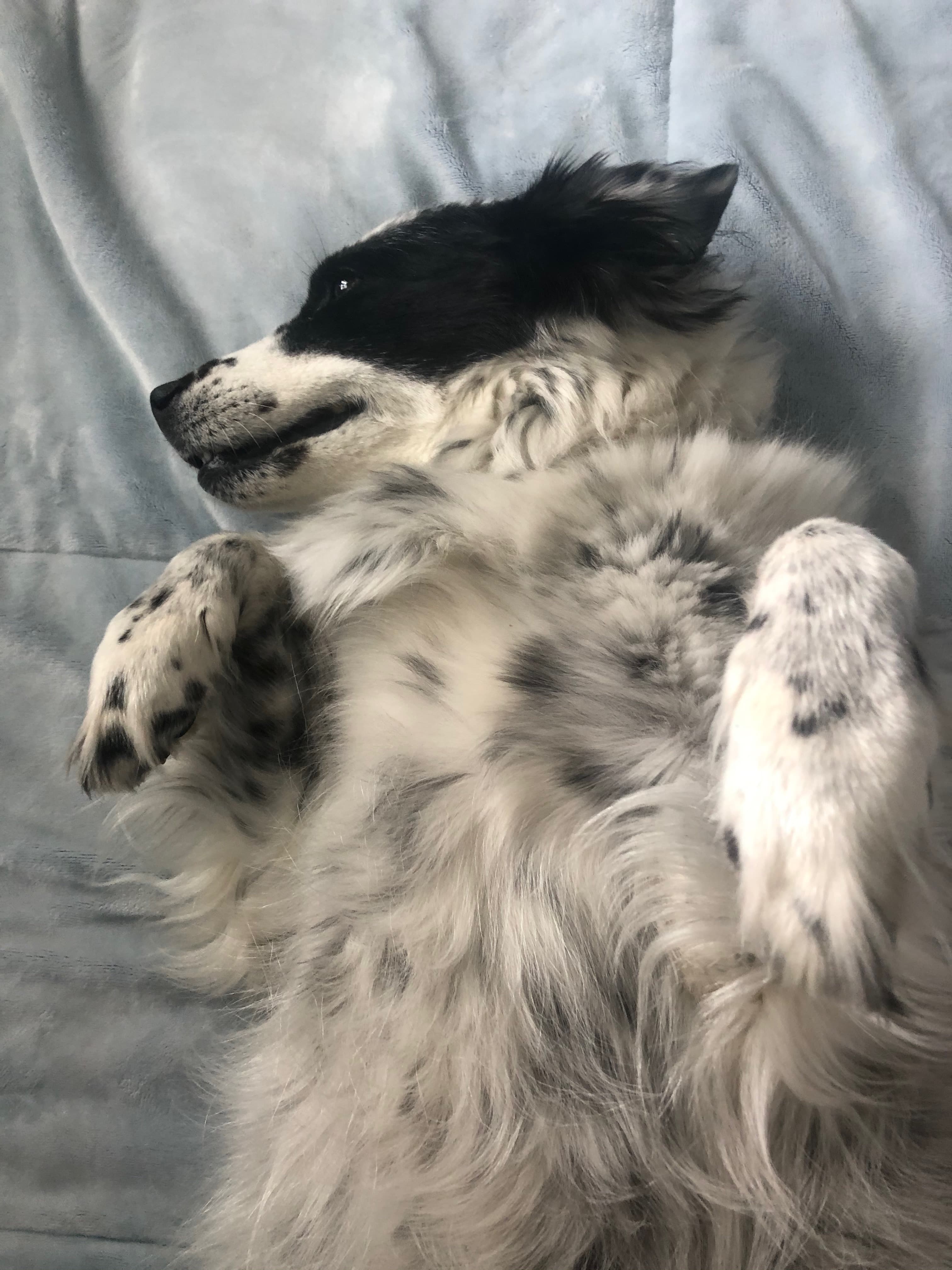 Owner with dog